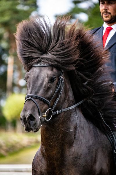 Eques Wave Pandebånd med Store Sorte Krystaller